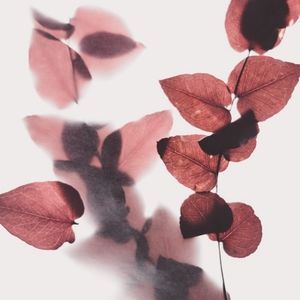 Meet your Posher, Antanisha